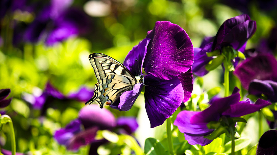 Noontime in the Garden of Characters